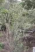 Image result for Lippia woodii