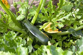 We did not find results for: My Squash Tastes Bad What Causes Bitter Squash