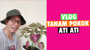 Cara menanam pokok bunga dalam pasu. Vlog Tanam Pokok Ati Ati Ke Dalam Pasu Youtube
