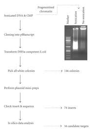 Chip Cloning Flow Chart The Procedure Of Chip Methods Is