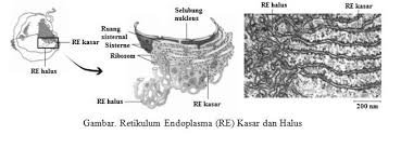 Check spelling or type a new query. Fungsi Retikulum Endoplasma Re Blog Pak Pandani