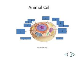 Check spelling or type a new query. Eukaryotic Cell Structure Function Ppt Video Online Download