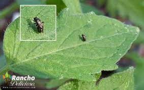 Check spelling or type a new query. Tomato Leaf Miner Borer Is A Very Tiny Black Fly With Transparent Wings Thought To Be A Hopping Beetle Until We Zoome Insect Pest Plant Leaves Black Beetle