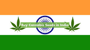 Buying Marijuana Seeds In India 2021 10buds Indica marijuana seeds are those native from the hindu regions harboring narcotic properties. buying marijuana seeds in india 2021
