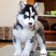 Husky Pup Husky Puppies For Sale Husky Puppy Cute Dogs