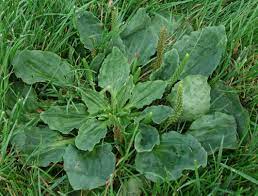 Check spelling or type a new query. Greater Plantain Identify And Control This Lawn Weed