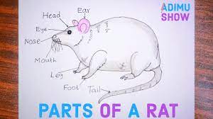 How To Draw A Rat | Parts Of A Rat - Youtube