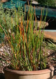 Real World Gardener Water Jars Water Chestnuts And Olive Trees