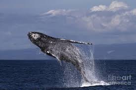 Humpbacks are powerful swimmers, and. Humpback Whale In A Full Breach April 10 2017 Photo By Pat Hathaway Photograph By Mr Pat Hathaway Archives