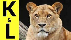 Labrador retrievers are the most popular dog breed in north america. Animals Starting With K L Learn Animal Words That Start With Letters K And L Youtube