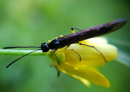 Image result for Solenangis clavata