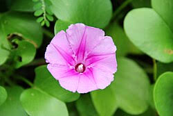 Image result for Ipomoea pes-caprae