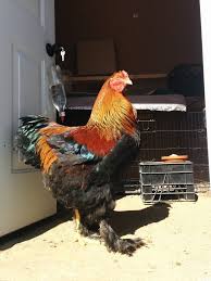 Or, when do roosters start to crow? How Long Can A Chicken Live Alone Backyard Chickens Learn How To Raise Chickens