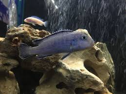 Mavi Prenses Cinsiyet Tesbiti