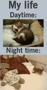 Day And Night Funsubstance Funny Animal Pictures Funny Animals Funny Pictures