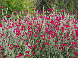 Lychnis coronaria syn. Silene coronaria in full bloom (rose campion, dusty  miller, mullein-pink, bloody William, lamp-flower) Stock Photo