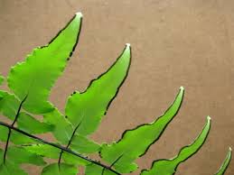 Image result for Cheilanthes viridis