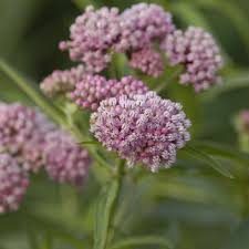 Image result for Asclepias schumanniana