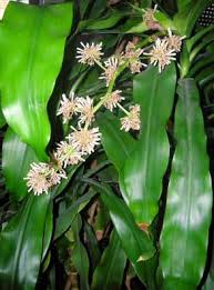 Referred to as corn plant by some people, a few of the dracaena family do resemble corn. Dracaena Fragrans Corn Plant Guide Our House Plants
