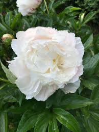 Punktliche Pfingtsrosen Pfingstrosen Fruhlingsgarten Und Blumen