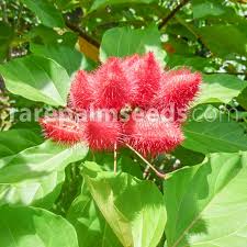 Image result for Bixa orellana