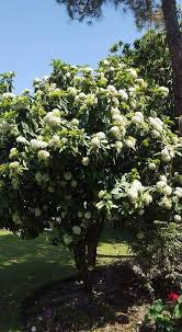 Image result for Ixora praetermissa