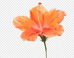 Check spelling or type a new query. Common Hibiscus Shoeblackplant Graphy Yellow Hibiscus Flower Orange Plant Stem Flower Png Pngwing