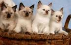 Balinese Kittens for Sale in Massachusetts