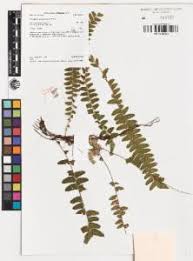 Image result for Arthropteris palisotii