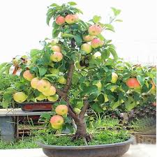 20pcs Very Rare Dwarf Apple Tree Sweet Fruit Planted Fruit Trees Seeds Indoor Gardening Gift Bonsai Wish Bonsai Apple Tree Indoor Bonsai Tree Fruit Plants