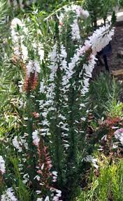 Image result for Erica whyteana