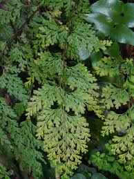 Image result for Odontosoria africana