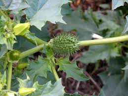 Image result for durman obecný plod