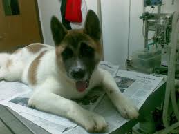 Book a vet that makes house calls. Pet Care Vet Ampera Photos Facebook