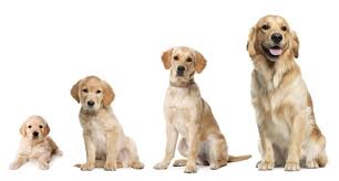 Golden Retriever Growth Chart Pictures Www