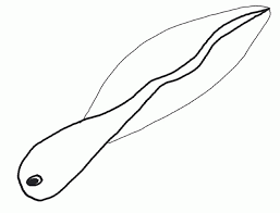 Tadpole and froglet coloring page from frogs category. Coloring A Tadpole Into The Water Picture