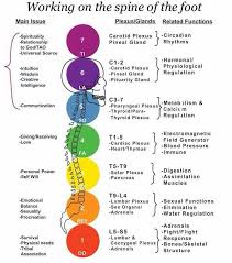 Spine On Foot Chakra Chakra Meditation Reiki
