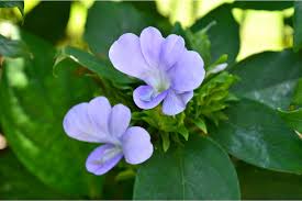 Image result for Barleria aenea