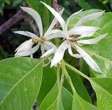 10 fauna dan flora terlangka di indonesia flora dan fauna. Penulisan Budaya Dasar Flora Dan Fauna Khas 34 Provinsi Indonesia