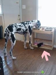 The sad fact about daniffs is that they are often abandoned because of their giant size. Pin By Carmen Conway On Mi Arca Great Dane Dogs Great Dane Great Dane Puppy