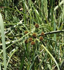 Image result for Oxycaryum