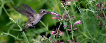 Listing and photos of hummingbird species found in colorado, united states with links to informational pages and photos. Agastache Species Hummingbird Mint Mosquito Plant Wild Anise Hyssop Agastache Cana