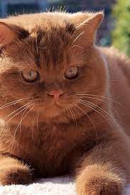 You're seeing this message because some of your behavior on the site looked a little odd. Wow Wow Woooow Cute Baby Animals Gorgeous Cats Cute Cats