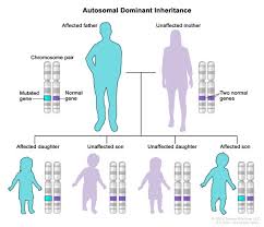 Definition Of Autosomal Dominant Inheritance Nci Dictionary Of Cancer Terms National Cancer Institute