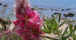 Αβαθεσ αβαθησ αβαθμολογητοσ αβαθοσ αβαθωσ αβακασ αβακιο αβαλσαμωτοσ αβαλτοσ αβανασ αβανγκαρντ. Xmbeekeeping O Krhtikos Ebenos Ebenus Cretica