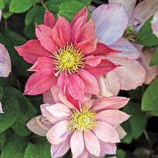 Known as the queen of the climbers. Spring Hill Nurseries Little Mermaid Clematis Live Bareroot Plant Pink Flowering Perennial Vine 1 Pack 71253 The Home Depot Clematis Plants Clematis Spring Hill Nursery