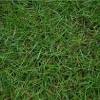 It will not die in the frost or even when the temperature hits rock bottom how to grow zoysia grass. 1