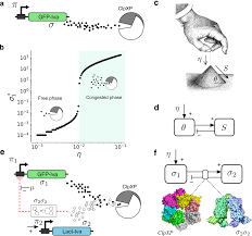 Check spelling or type a new query. Engineering Self Organized Criticality In Living Cells Nature Communications