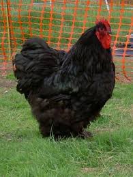 They are a couple weeks old and are growing fast on frontview feed. Black Orpington Beautiful Chickens Fancy Chickens Pet Chickens