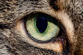 Check spelling or type a new query. Cat Eye Macro Pet Cat S Eyes Green One Animal Animal Animal Themes Domestic Pxfuel